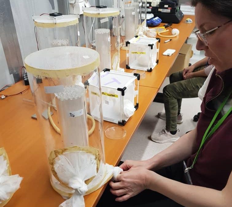 IAEA TC project RER5022, “Establishing Genetic Control Programmes for Aedes Invasive Mosquitoes” – research participation