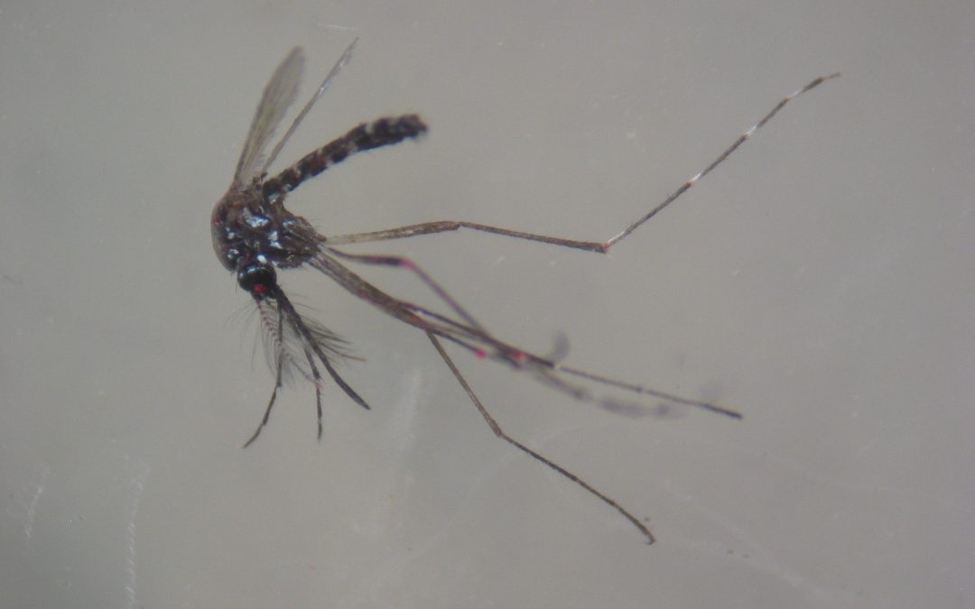 Педесет хиљада стерилних мужјака тиграстог комарца пуштено у Новом Саду у оквиру пројекта за контролу штеточина на еколошки прихватљив и одржив начин