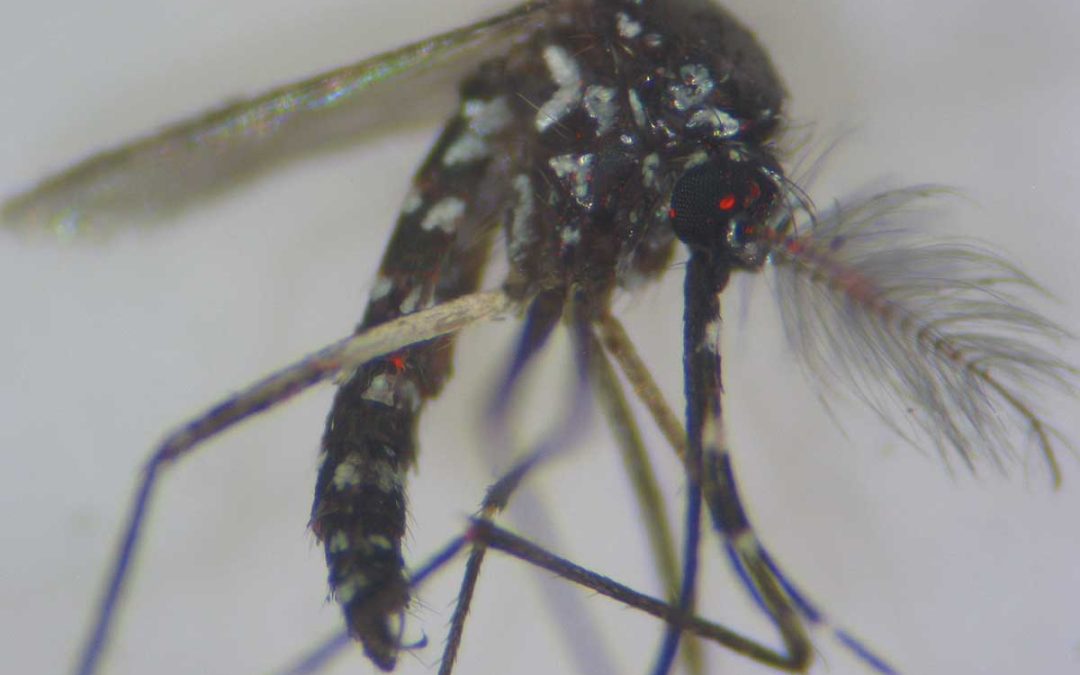 Projekat uzgoja sterilnih komaraca na Poljoprivrednom fakultetu u Novom Sadu tokom naredne dve godine